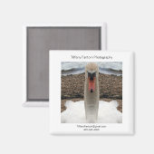 Swan Promo Piece Magnet (Vorderseite/Rückseite)