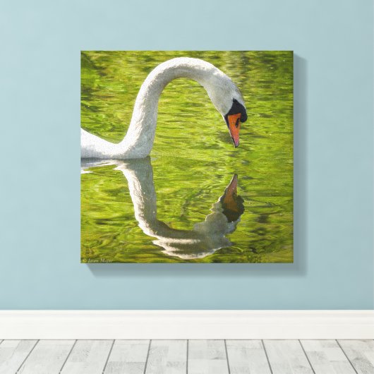 Swan Reflection Leinwanddruck (Insitu (Holzboden))
