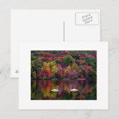Swan Reflection Postcard Postkarte (Vorne/Hinten)