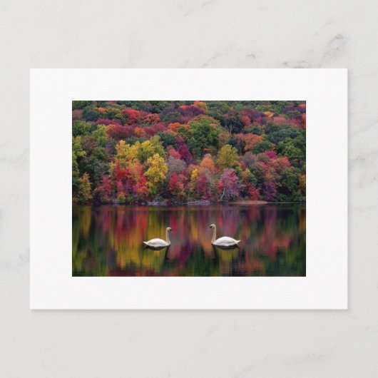 Swan Reflection Postcard Postkarte (Vorderseite)