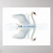 Swan Reflection Poster (Vorne)