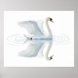 Swan Reflection Poster