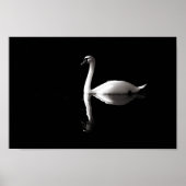 Swan Reflection Poster (Vorne)