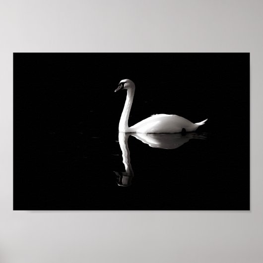 Swan Reflection Poster (Vorne)