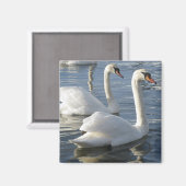 Swan Reflections Magnet (Vorderseite/Rückseite)