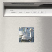 Swan Reflections Magnet (In Situ (Geschirrspüler))