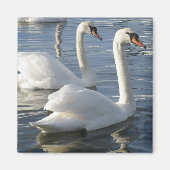 Swan Reflections Magnet (Vorne)