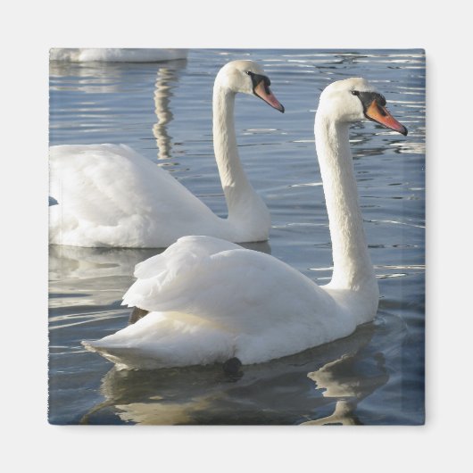 Swan Reflections Magnet (Vorne)