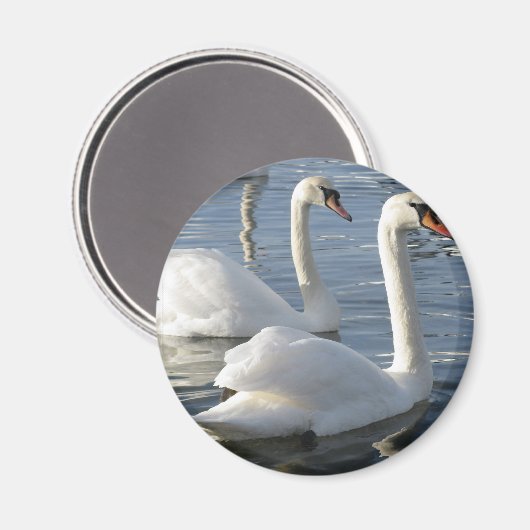 Swan Reflections Magnet (Vorderseite/Rückseite)