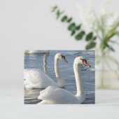 Swan Reflections Postcards Postkarte (Stehend Vorderseite)