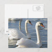 Swan Reflections Postcards Postkarte (Vorne/Hinten)