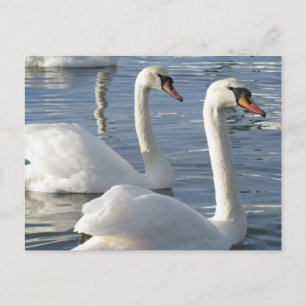 Swan Reflections Postcards Postkarte