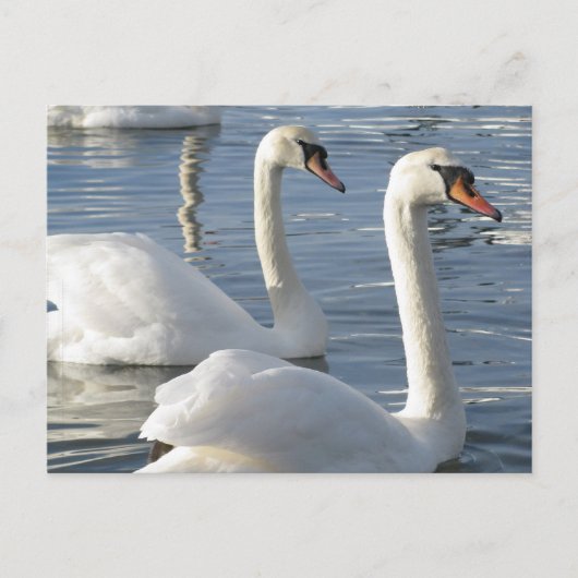 Swan Reflections Postcards Postkarte (Vorderseite)