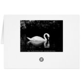 Swan, Roath Park, Cardiff. (Rückseite Horizontal)