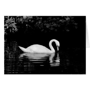 Swan, Roath Park, Cardiff.