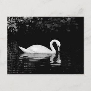 Swan, Roath Park, Cardiff. Postkarte