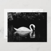 Swan, Roath Park, Cardiff. Postkarte (Vorne/Hinten)