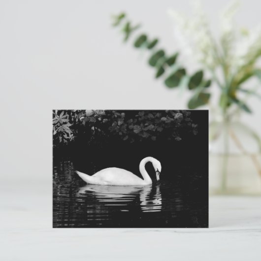 Swan, Roath Park, Cardiff. Postkarte (Stehend Vorderseite)