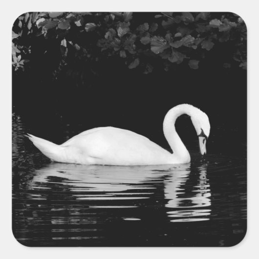 Swan, Roath Park, Cardiff. Quadratischer Aufkleber (Vorderseite)