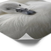 Swan, schöne weiße Federn, Schönheit Komfort Poster (Ecke)