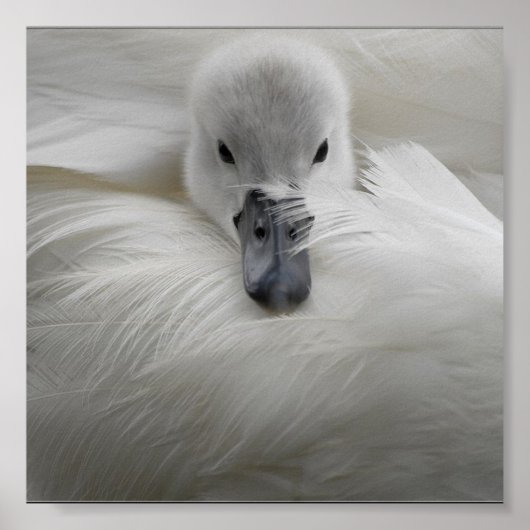 Swan, schöne weiße Federn, Schönheit Komfort Poster (Vorne)