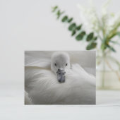 Swan, schöne weiße Federn, Schönheit Komfort Postkarte (Stehend Vorderseite)
