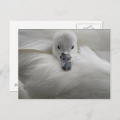 Swan, schöne weiße Federn, Schönheit Komfort Postkarte (Vorne/Hinten)
