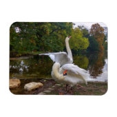 Swan-See Magnet (Horizontal)