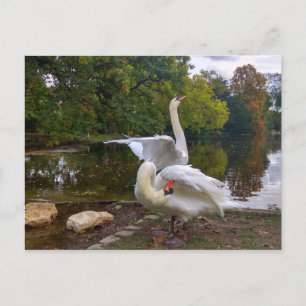 Swan-See Postkarte