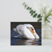 Swan Set Sail Postkarte (Stehend Vorderseite)