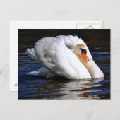 Swan Set Sail Postkarte (Vorne/Hinten)