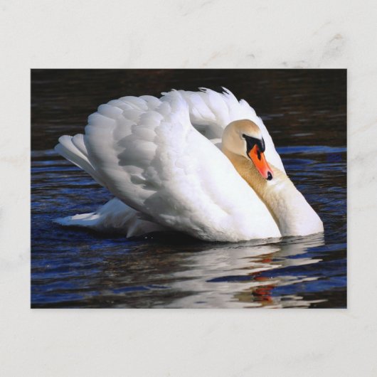 Swan Set Sail Postkarte (Vorderseite)