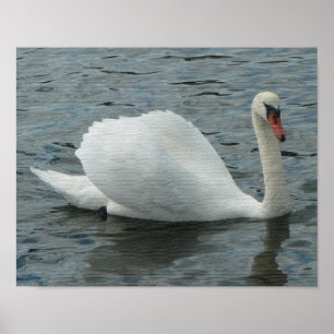 Swan Swimming Print Poster