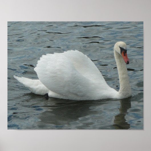 Swan Swimming Print Poster (Vorne)