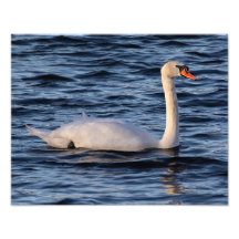 Swan und Blaues Wasser