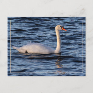 Swan und Blaues Wasser Postkarte