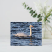 Swan und Blaues Wasser Postkarte (Stehend Vorderseite)