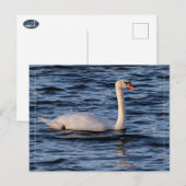 Swan und Blaues Wasser Postkarte (Vorne/Hinten)