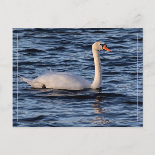 Swan und Blaues Wasser Postkarte (Vorderseite)