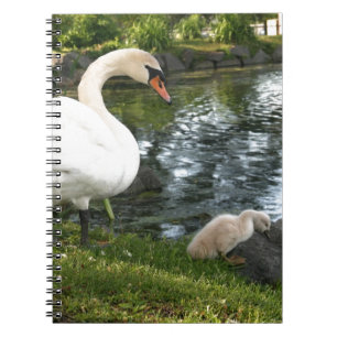 Swan und Cygnet-Foto Notizblock