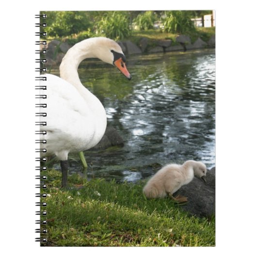 Swan und Cygnet-Foto Notizblock (Vorderseite)
