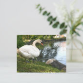 Swan und Cygnet Postkarte (Stehend Vorderseite)