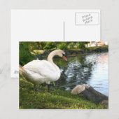 Swan und Cygnet Postkarte (Vorne/Hinten)