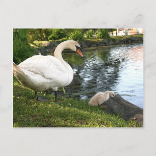 Swan und Cygnet Postkarte