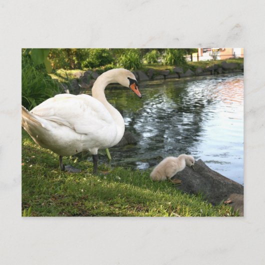 Swan und Cygnet Postkarte (Vorderseite)