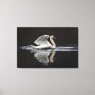 Swan und Reflektionen Leinwanddruck