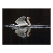 Swan und Reflektionen Poster (Vorderseite)