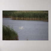 Swan Waterscape Poster (Vorne)