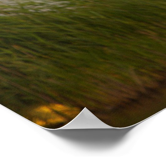 Swan Waterscape Poster (Ecke)