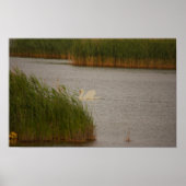 Swan Waterscape Poster (Vorne)